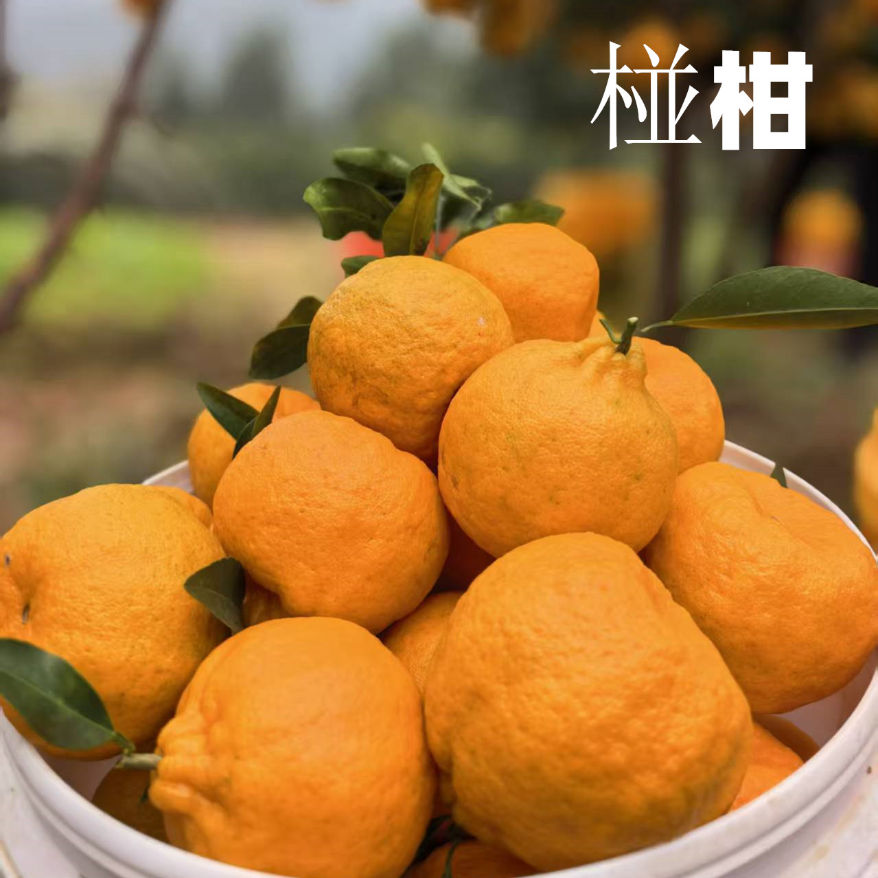 四川椪柑苍溪高山碰柑新鲜水果柑橘桔子五斤包邮