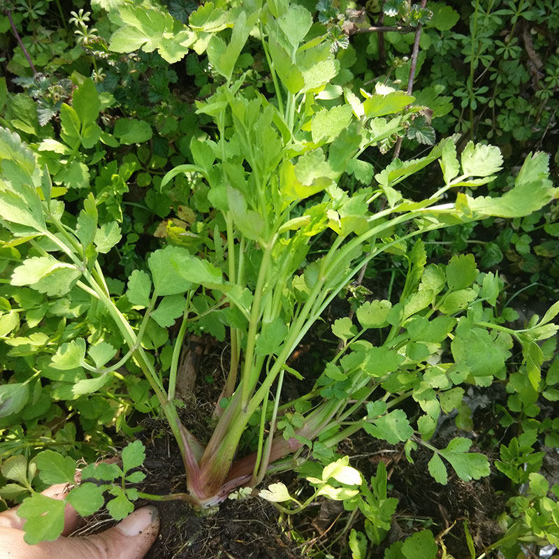 野芹菜种子水芹菜种籽苗水培阳台盆栽蔬菜旱地山野菜秋冬季四季孑