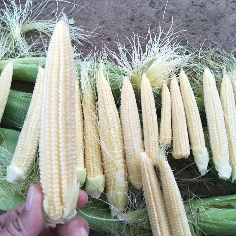 玉米笋种子笋玉米嫩苞米籽鲜食 炒菜炖汤煲粥种籽甜脆香蔬菜籽