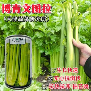 博青文图拉西芹菜种子耐热大芹菜种籽实心芹菜西芹籽种大田高产