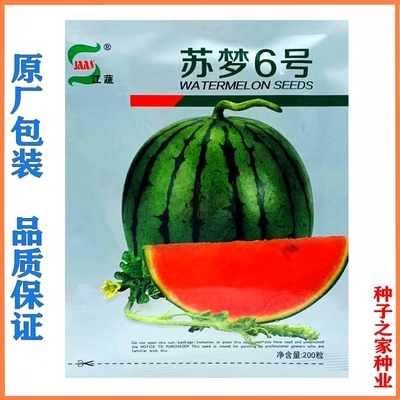 苏梦6号小糖丸西瓜种子早熟迷你型薄皮西瓜种籽高糖高产盆栽瓜孑