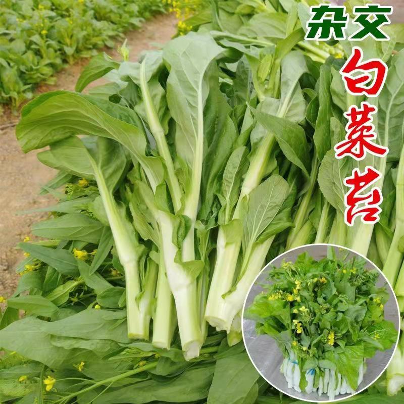 翠玉四季白菜苔种子耐寒春播