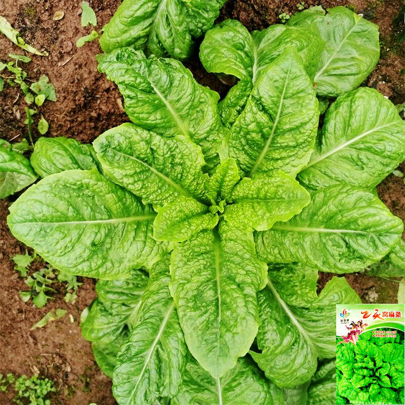 窝麻菜种子叶用莴苣种子基菜窝鸡菜籽四川秋季田园阳台蔬菜种子