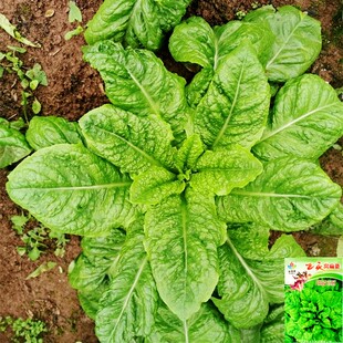 窝麻菜种子叶用莴苣种子基菜窝鸡菜籽四川秋季田园阳台蔬菜种子