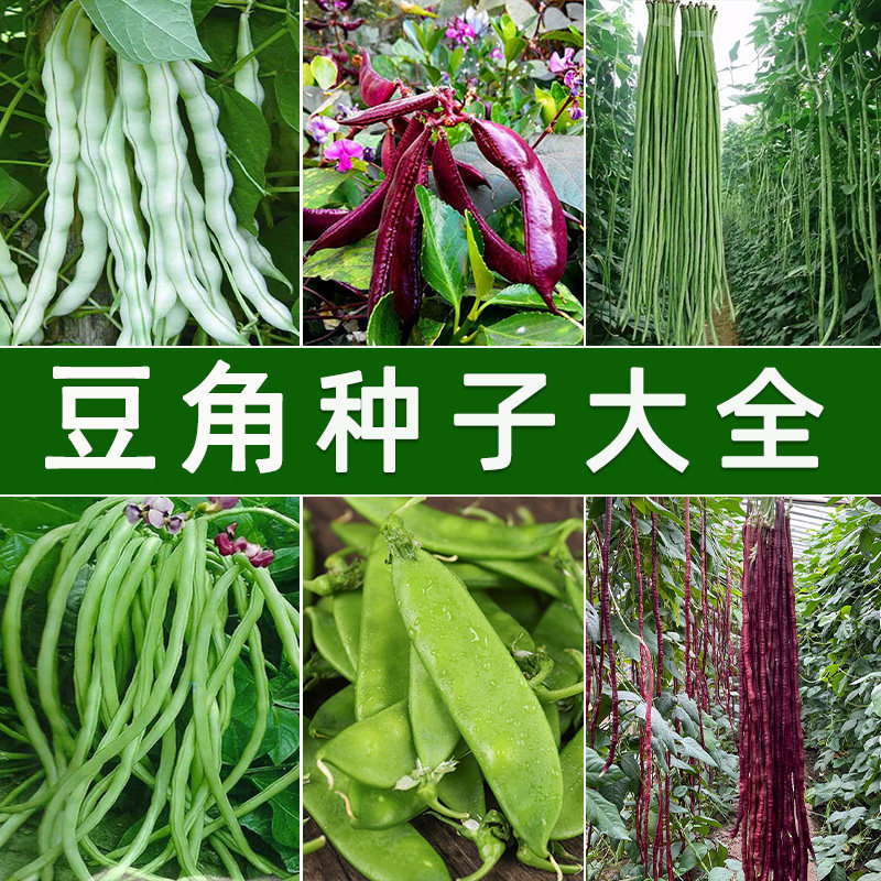 九粒白种子大全芸豆种籽白不老豇豆角四季菜豆大田蔬菜种孑四季豆