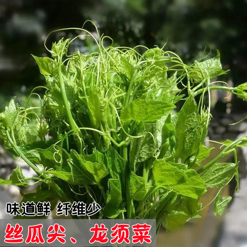 丝瓜藤丝瓜尖种子龙须菜种子