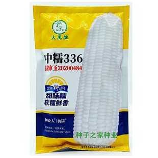 中糯336白糯玉米种子 中糯330薄皮甜粘糯大棒高产玉米农家春秋播
