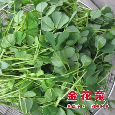 苜蓿菜种种子金花菜籽三叶草草头