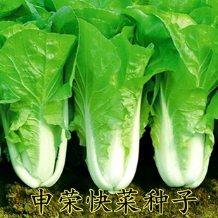 申荣快菜种子快菜四季速生小白菜种子28天收获有机蔬菜 大田种