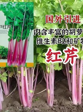 以色列引进品种红芹种子粉红色芹菜种子特色蔬菜红根芹菜种籽特色