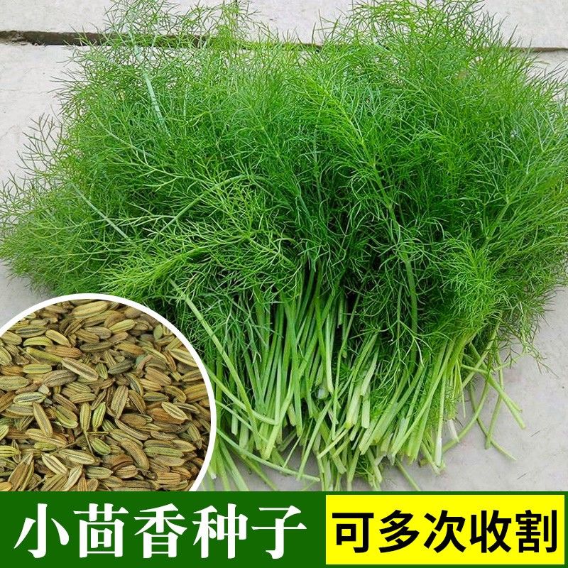 割茬小茴香种子香料调味品家院阳台盆栽蔬菜种籽春夏秋四季多年生