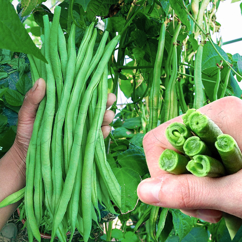 泰国无筋架豆王种子四季豆高产豆角九粒青芸豆春季秋季早熟蔬菜