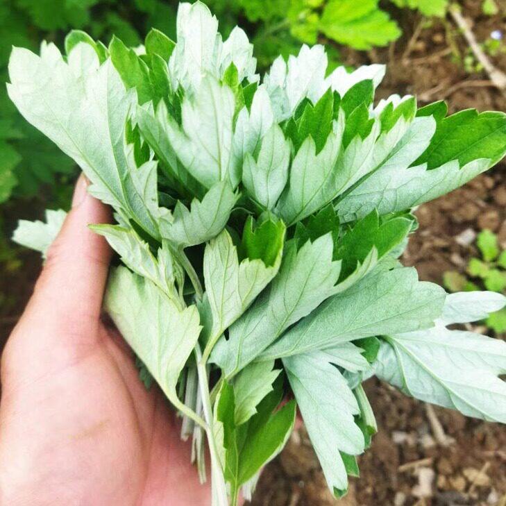 新鲜艾草叶 野生嫩艾叶草 药用艾草 驱蚊虫制作纯露味苦 不可食用