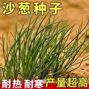 内蒙古韭葱种籽沙葱种子胡葱耐寒耐旱香葱四季播特色蔬菜种孑野葱