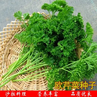 欧芹法国香芹种子芹菜种籽苗西芹四季秧苗蔬菜西餐法香孑秧盆栽