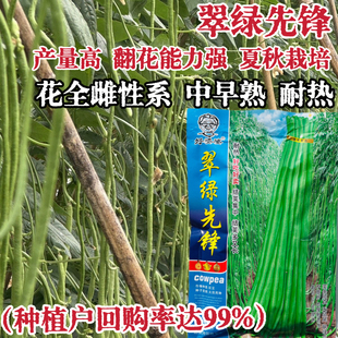翠绿先锋豇豆种子翠绿条早中熟长豆角豆长缸豆江豆种籽大田基地种