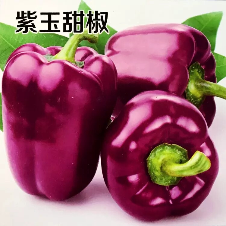 紫玉甜椒种子春季秋播五彩甜椒种子寿光特色特产蔬菜有机彩椒种子
