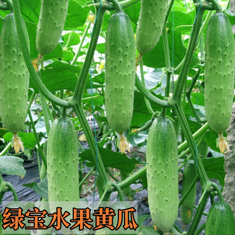 绿宝水果黄瓜种子四季节节瓜小阳台盆栽高产夏季农家蔬菜种籽播种