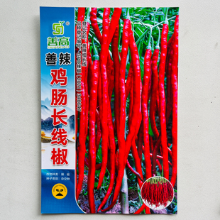 杂交细长线椒种子基地耐寒抗病特长香辣鸡肠椒大方干红辣椒种籽子