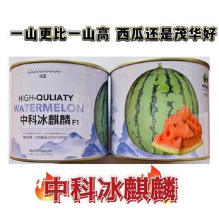 中科冰麒麟西瓜种子高产耐裂超甜沙脆爽口易坐果早熟西瓜种籽春播