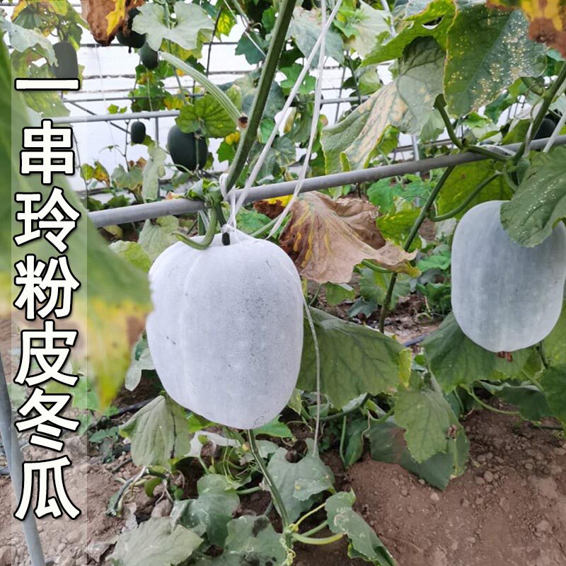 小冬瓜种子一串玲迷你小冬瓜种籽蔬菜种孑爬藤水果春夏秋冬孑