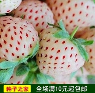 家庭易种水果 奶油草莓种子菠萝莓种子 盆栽草莓籽甜度高酸甜可口