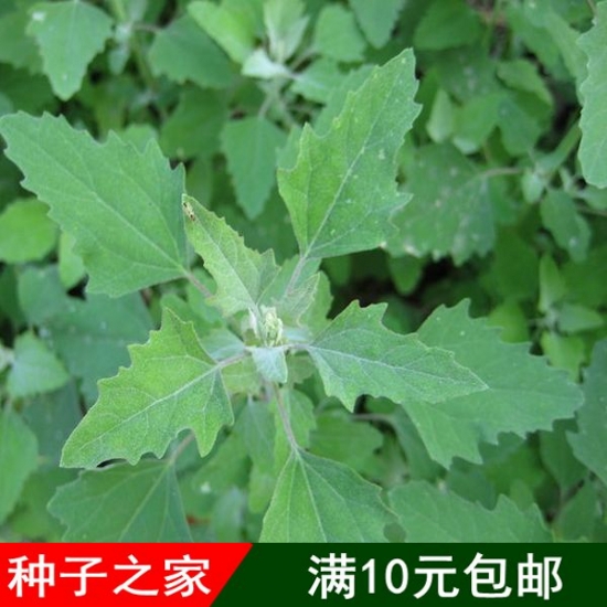 野菜种植基地野生灰灰菜种子灰灰菜野菜种子 正品保证易种植 阳台