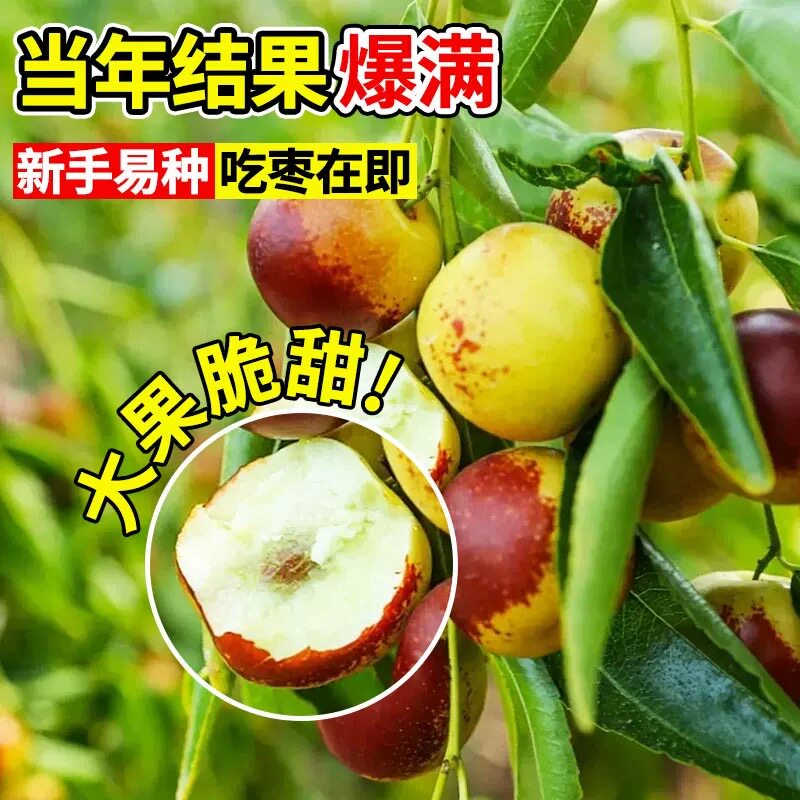 冬枣树活苗北方南方大枣超甜特大庭院嫁接冬枣地栽果树苗