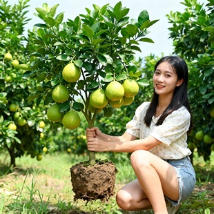 琯溪红心蜜柚苗 正宗红肉蜜柚苗 红心蜜柚树苗 嫁接红心柚子树苗