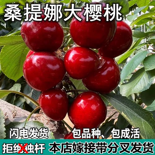 桑提娜大樱桃树苗南北方地栽矮化特大嫁接车厘子树苗盆栽当年结果
