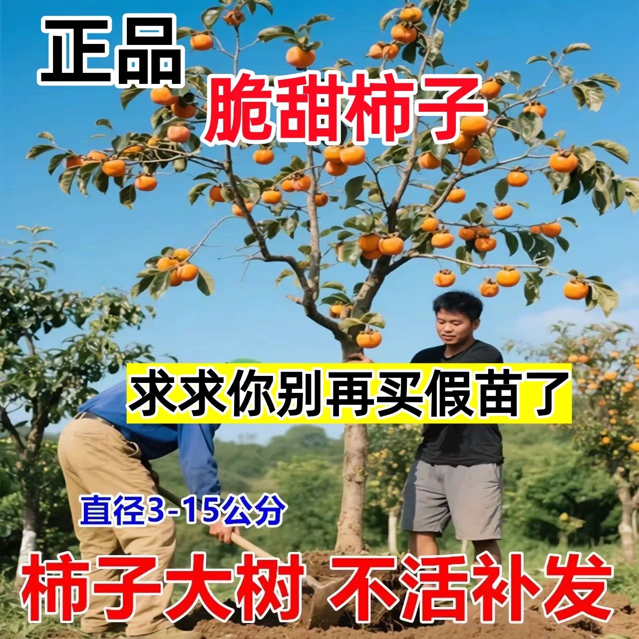 太秋脆甜柿子树果苗嫁接苗别墅庭院果树特大号南北方种植当年结果,鲜花速递/花卉仿真/绿植园艺,果树,淘宝优惠券,粉丝福利购,淘宝优惠卷