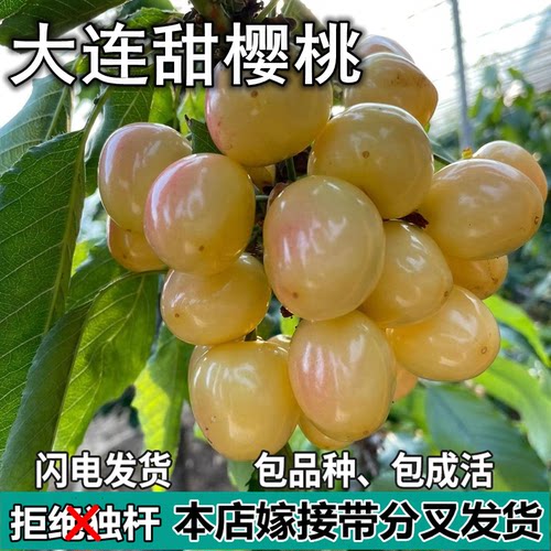 大连樱桃苗南北方地栽车厘子树苗盆栽特大嫁接樱桃果树苗当年结果