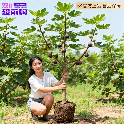 威海青皮无花果树果苗盆栽特大果老桩阳台种植水果树庭院四季耐寒