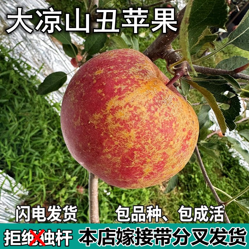 大凉山丑苹果苗树南北方庭院地栽