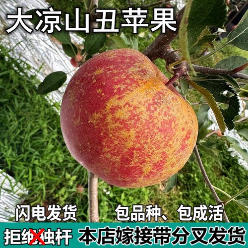 大凉山丑苹果苗树南北方庭院地栽盆栽种植矮化嫁接苹果苗当年结果