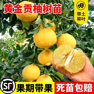 正宗黄金贡柚树苗嫁接象山青苗春香桔柚树苗柑橘苗盆地栽南方种植