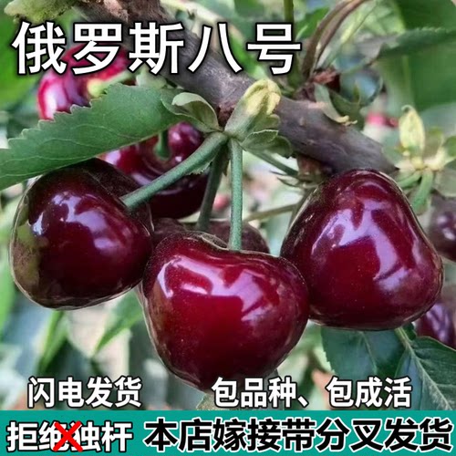 俄罗斯八号大樱桃树苗南北方地栽矮化嫁接车厘子树苗盆栽当年结果