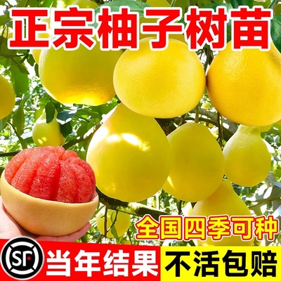 柚子树苗果树果苗红心蜜柚广西大沙田柚庭院嫁接南方种植水果葡萄