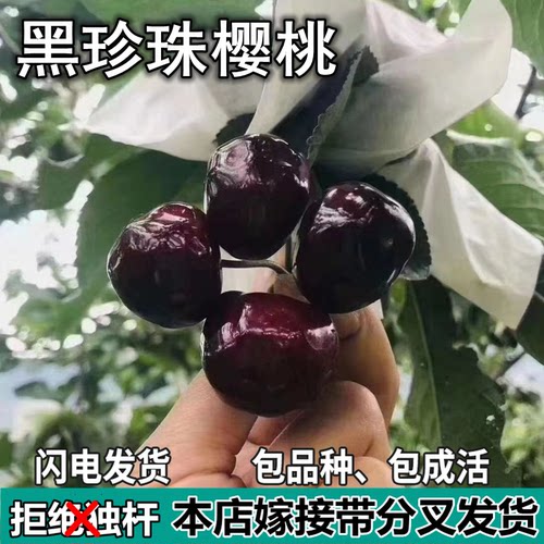 黑珍珠大樱桃树苗南北方地栽矮化特大嫁接车厘子树苗盆栽当年结果