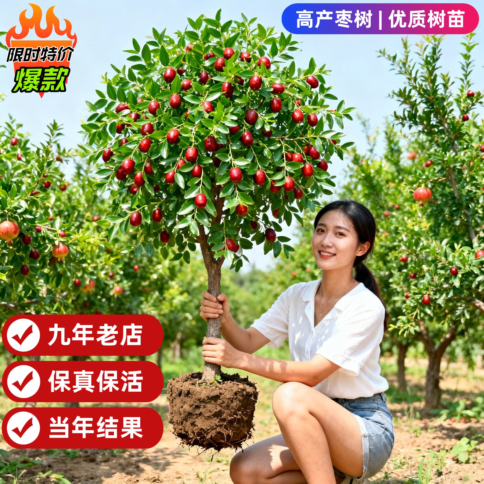 枣树活苗大枣超甜带土球南北方沾化冬枣大树矮化嫁接苗超甜特大号
