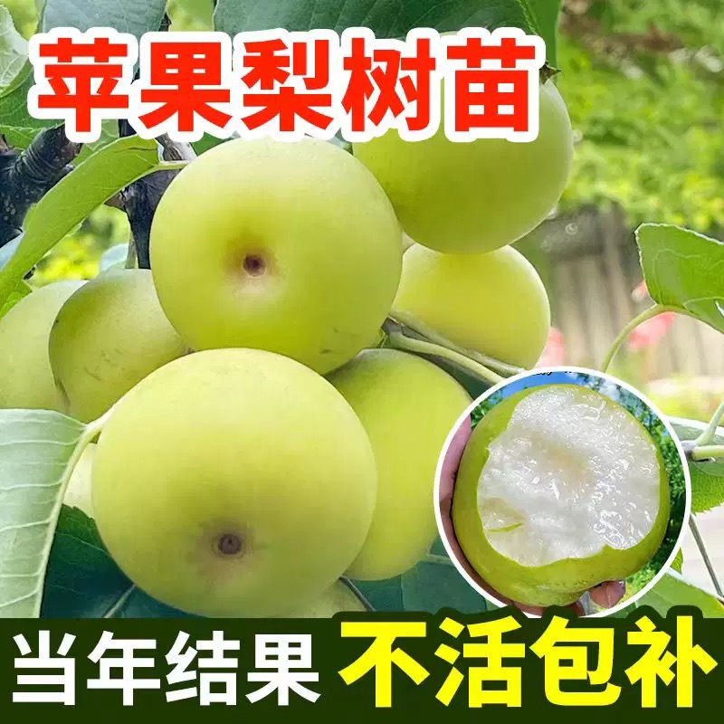 正宗秋月梨树果苗嫁接冰糖雪梨苹果梨砀山梨丰水梨当年结果活树苗