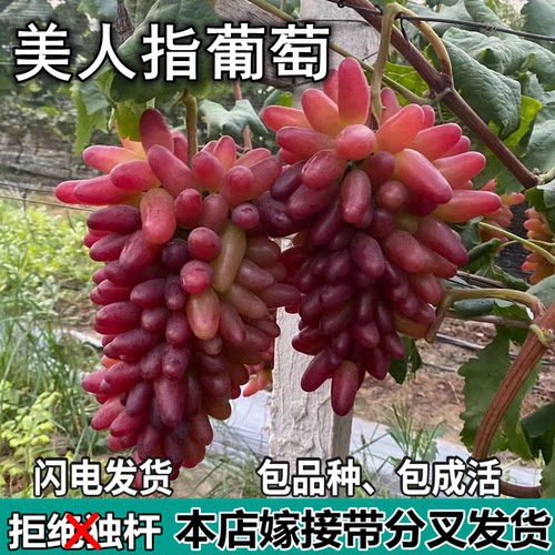 美人指葡萄树苗庭院盆栽地栽无籽特大嫁接树苗南北方种植当年结果