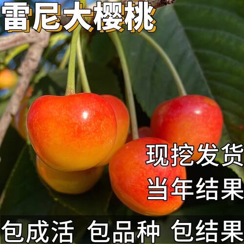 雷尼大樱桃苗南北方庭院耐寒特大车厘子树苗盆栽矮化嫁接当年结果