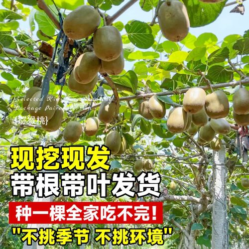 猕猴桃树果苗雌雄同株猕猴桃苗徐香嫁接南北方种植庭院四季可种植