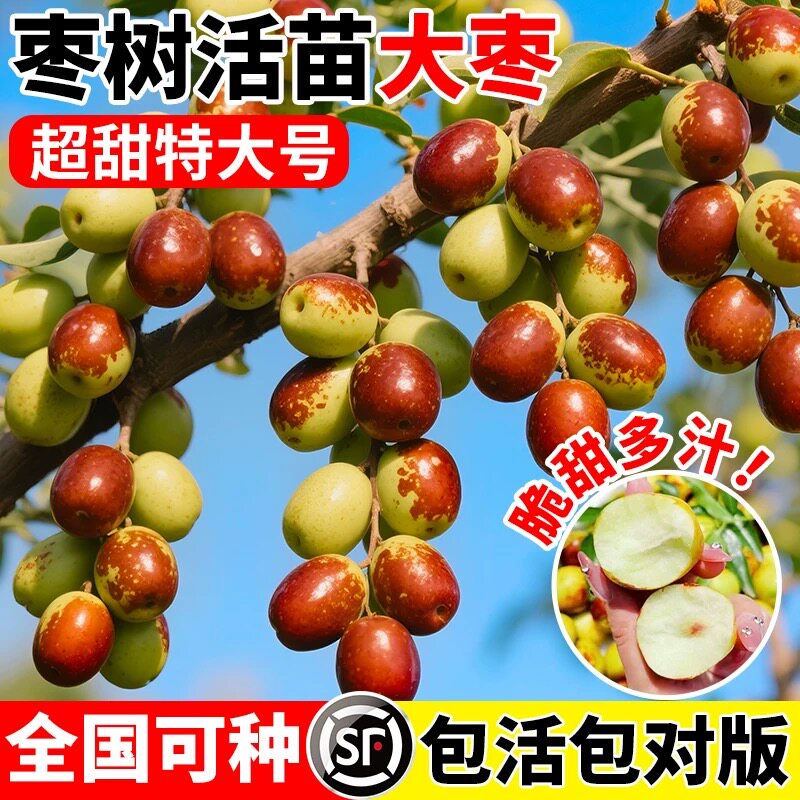 枣树活苗大枣超甜特大号带土球南北方种植沾化冬枣大树矮化嫁接苗