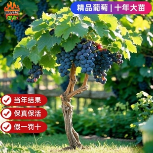 巨峰葡萄树苖阳光玫瑰蓝宝石葡萄树苗无籽南北方种植盆栽庭院爬藤