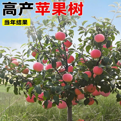 苹果树果苗嫁接苗南方北方种植果期带果阳台庭院地栽盆栽新手好养