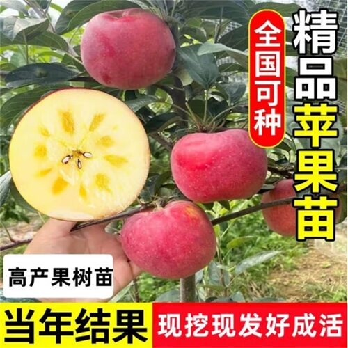 苹果树苗盆栽南方北方种植地栽冰糖心苹果苗活苗矮化果树当年结果