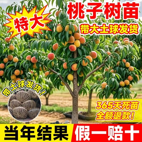 正宗特大桃树水蜜桃树苗嫁接黄桃当年结果南北方种植柿子果苗大全