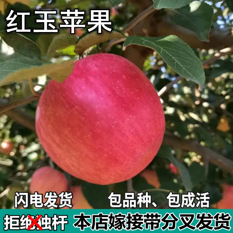 红玉苹果树苗南北方庭院地栽盆栽种植矮化特大果嫁接树苗当年结果图片